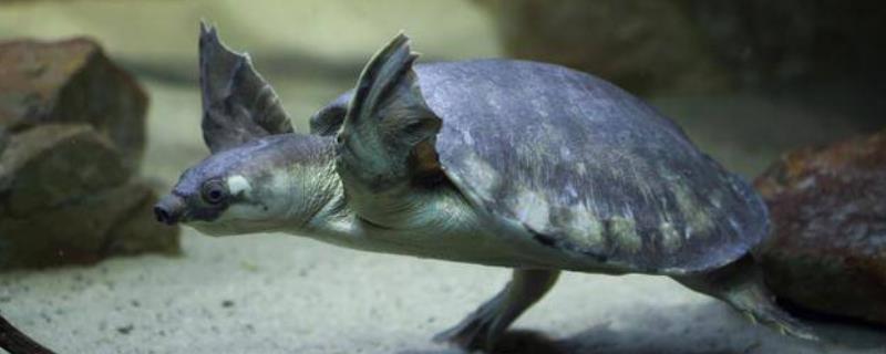 猪鼻龟能活多久，野外生存可活20-25年
