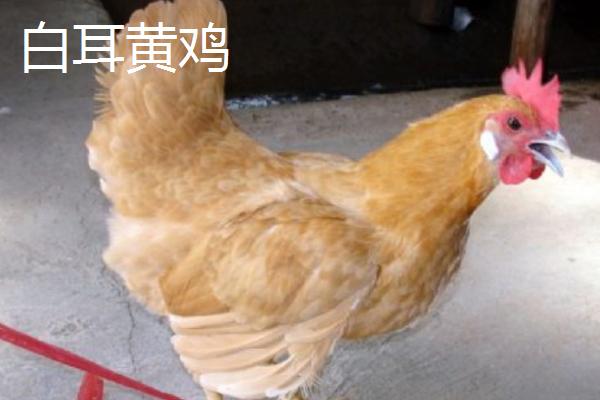 产蛋率高的鸡品种，部分也可作为肉鸡养殖