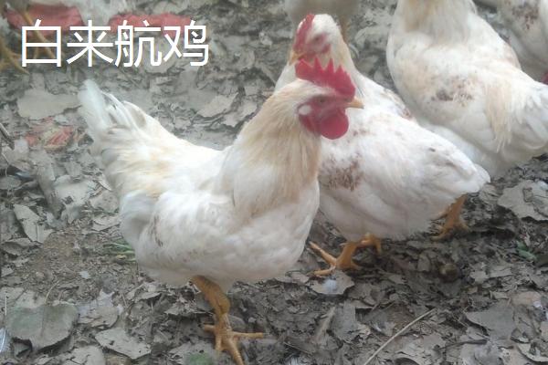 产蛋率高的鸡品种，部分也可作为肉鸡养殖