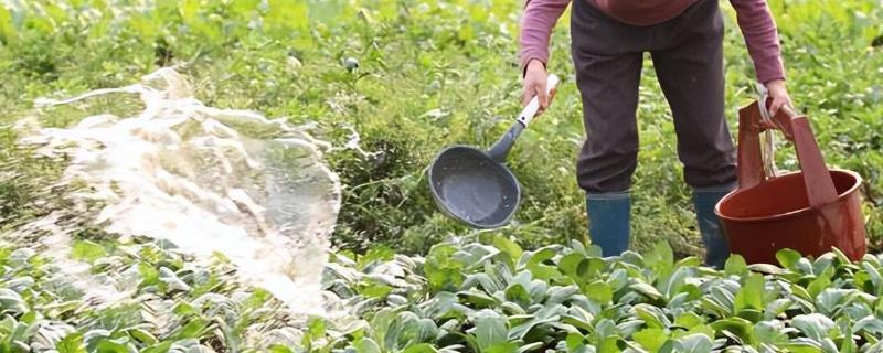用沼肥种蔬菜的注意事项，应充分腐熟后再使用