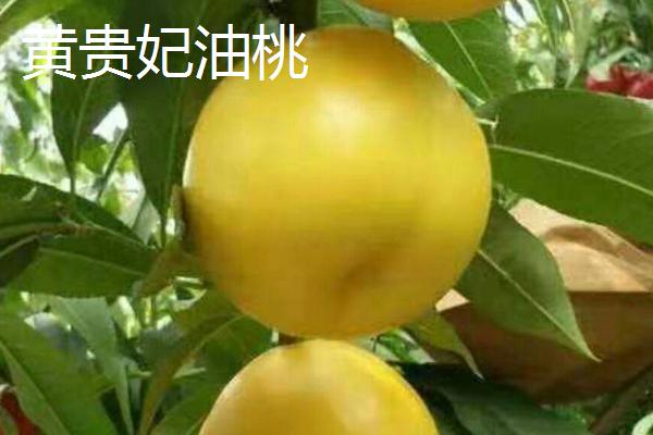 好吃的油桃品种，世纪之星果肉金黄、口感清脆甜美
