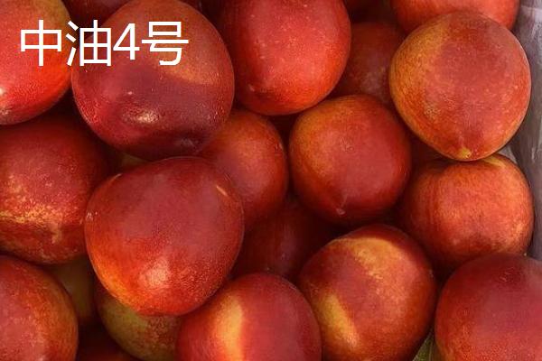 好吃的油桃品种，世纪之星果肉金黄、口感清脆甜美