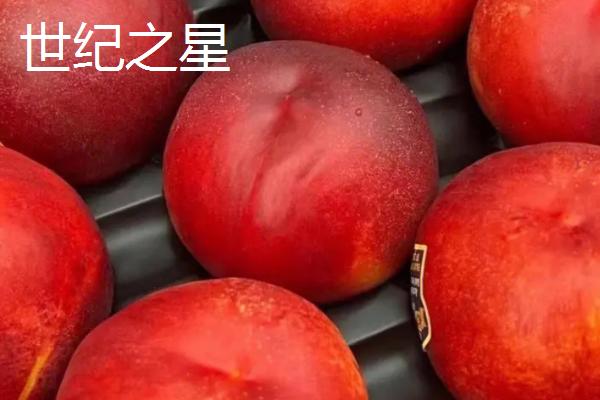 好吃的油桃品种，世纪之星果肉金黄、口感清脆甜美