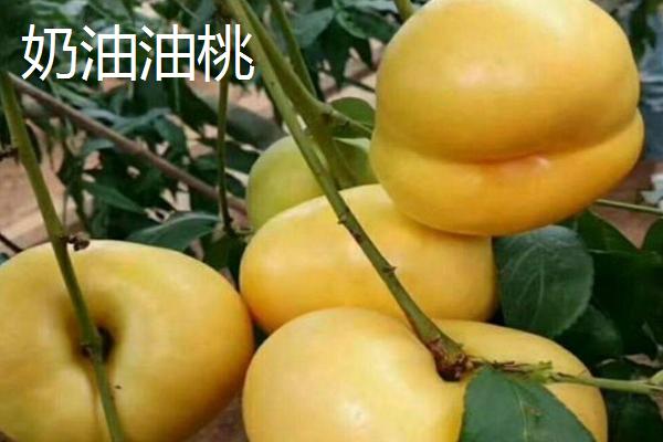 好吃的油桃品种，世纪之星果肉金黄、口感清脆甜美