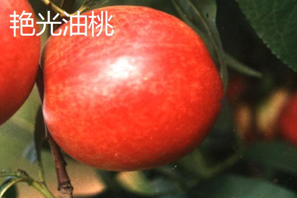好吃的油桃品种，世纪之星果肉金黄、口感清脆甜美