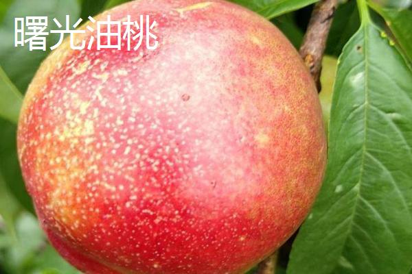 好吃的油桃品种，世纪之星果肉金黄、口感清脆甜美