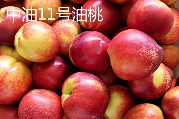 好吃的油桃品种，世纪之星果肉金黄、口感清脆甜美