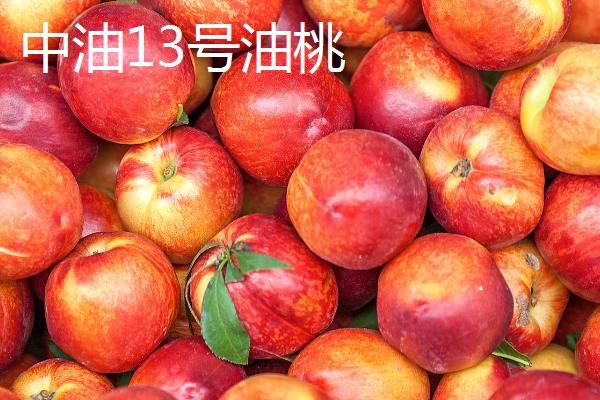 好吃的油桃品种，世纪之星果肉金黄、口感清脆甜美