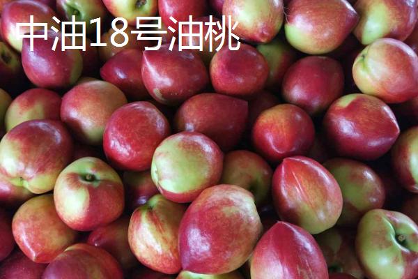 好吃的油桃品种，世纪之星果肉金黄、口感清脆甜美