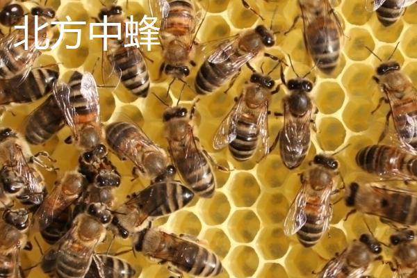 海南中蜂品种介绍，群势较小但具有较强的采集能力