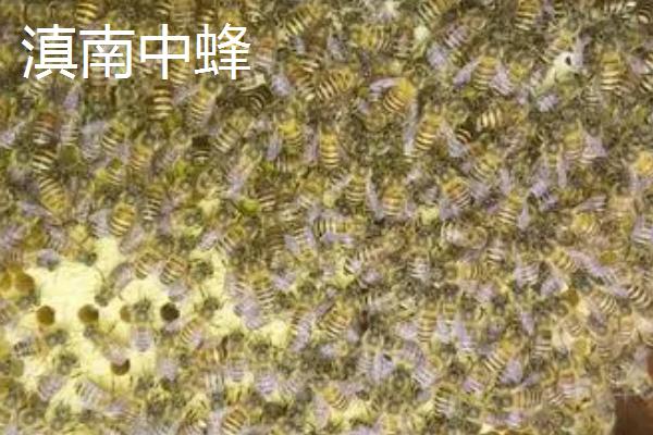 海南中蜂品种介绍，群势较小但具有较强的采集能力
