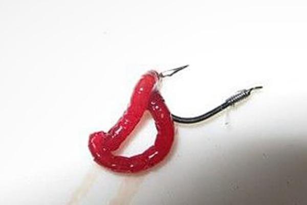 红虫简易挂钩方法，直接穿挂在鱼钩上即可