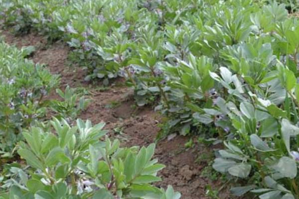 蚕豆的种植方法，播种后需及时灌溉