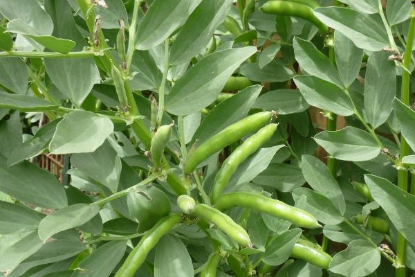 蚕豆的种植方法，播种后需及时灌溉
