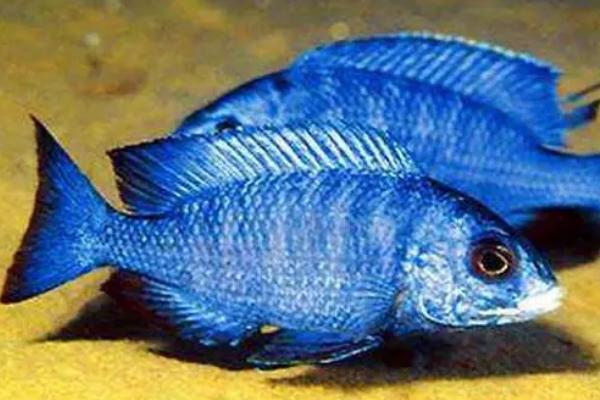 蓝宝石鱼繁殖方法，是卵生类的鱼类