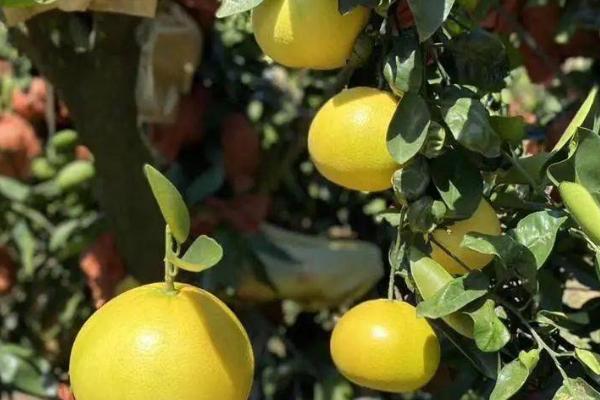 柚子防虫办法，农药防虫效率高