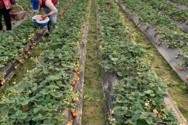 怎么应对草莓育苗和种植期间土壤带菌的问题，高温闷棚可以有效灭杀细菌和虫卵