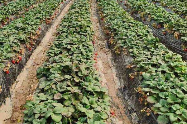 怎么应对草莓育苗和种植期间土壤带菌的问题，高温闷棚可以有效灭杀细菌和虫卵