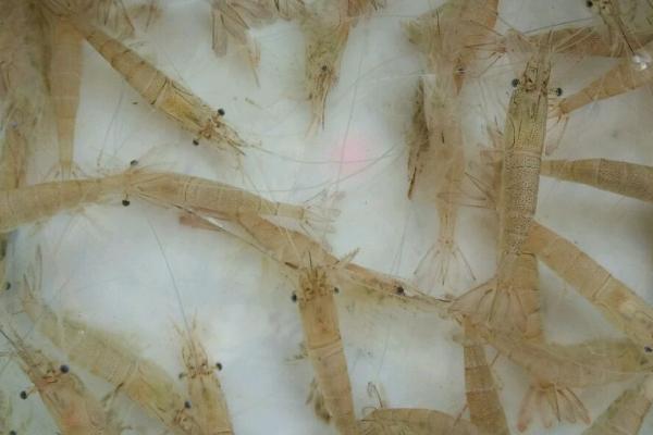 用自来水养河虾可以存活多久，一般可存活3-5小时