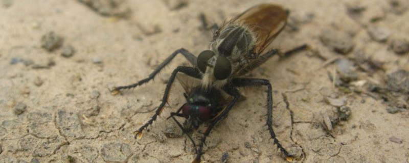 苍蝇的天敌，包括捕食性、寄生和微生物天敌