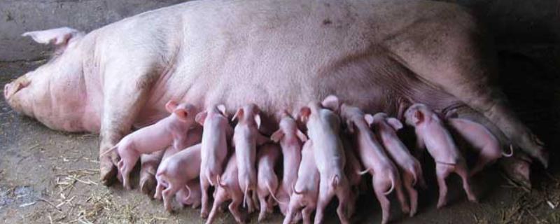 母猪的分类催乳技术，对不同类型的母猪采取不同方法