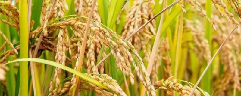 水稻穗发芽原因以及怎么预防，休眠期较短的品种容易出现发芽情况