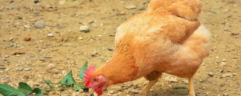 小鸡二十天可以放养吗，出壳后需脱温1-2个月才能放养