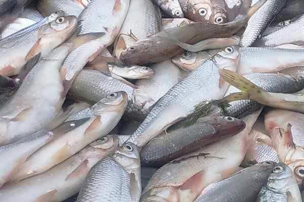 只有一根主刺的鱼是什么，包括耗儿鱼、带鱼、鲅鱼、鳜鱼等鱼种