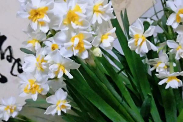 白色花卉品种，包括水仙花、栀子花、茉莉花等种类