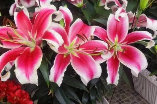 白色花卉品种，包括水仙花、栀子花、茉莉花等种类