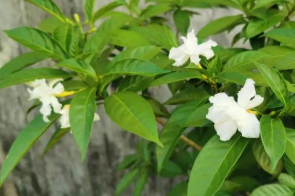白色花卉品种，包括水仙花、栀子花、茉莉花等种类