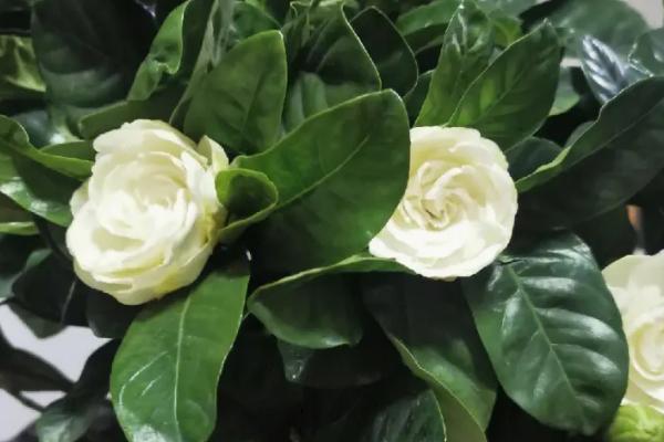 白色花卉品种，包括水仙花、栀子花、茉莉花等种类