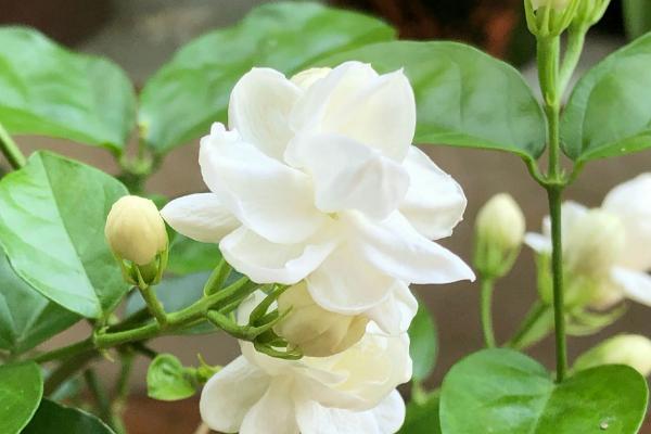 白色花卉品种，包括水仙花、栀子花、茉莉花等种类