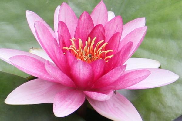 白色花卉品种，包括水仙花、栀子花、茉莉花等种类