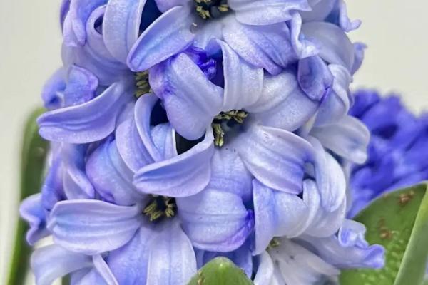 白色花卉品种，包括水仙花、栀子花、茉莉花等种类