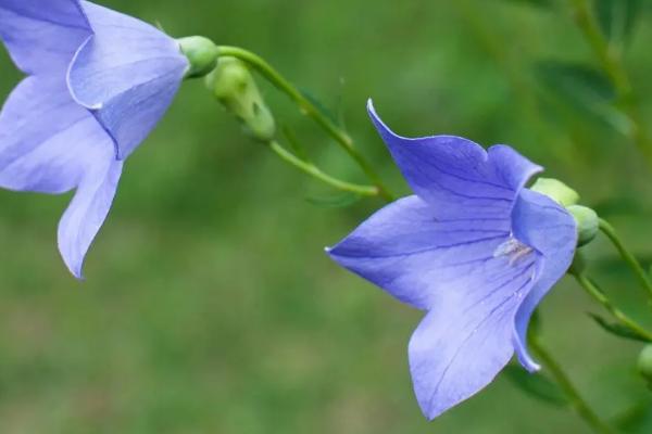 白色花卉品种，包括水仙花、栀子花、茉莉花等种类