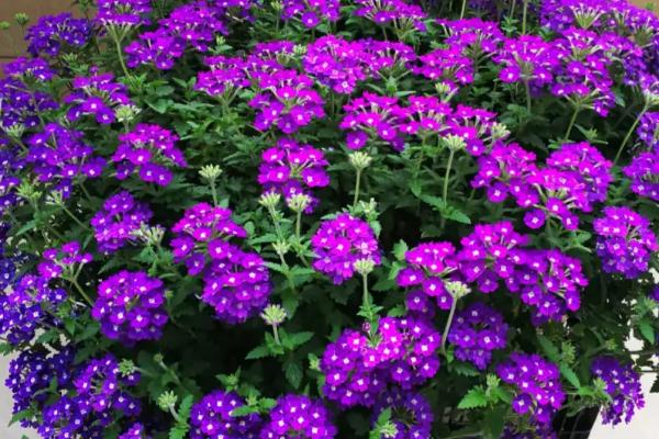 白色花卉品种，包括水仙花、栀子花、茉莉花等种类