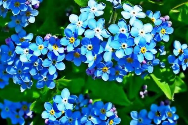 白色花卉品种，包括水仙花、栀子花、茉莉花等种类