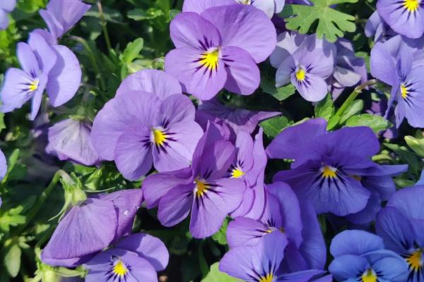 白色花卉品种，包括水仙花、栀子花、茉莉花等种类