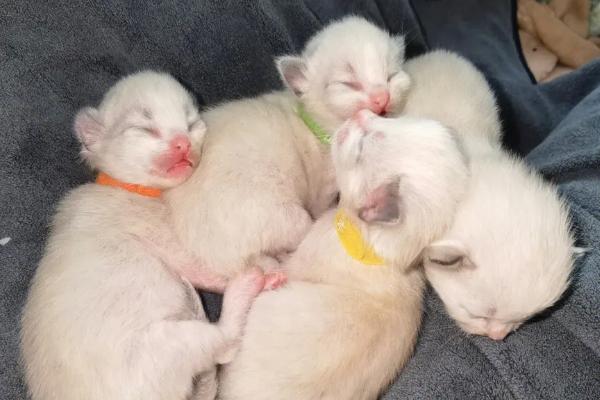 刚出生的小猫即将死亡如何抢救，擦干小猫后可贴着身体传递温度