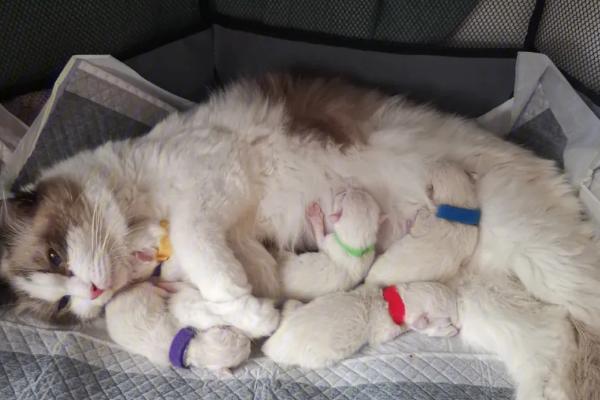 刚出生的小猫即将死亡如何抢救，擦干小猫后可贴着身体传递温度