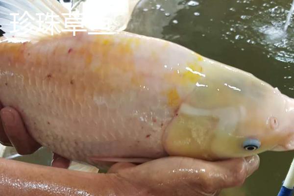 草鱼的新品种，金草鱼和珍珠草鱼都是