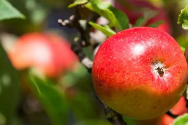 好吃的十大苹果品种，口感和甜度均不同