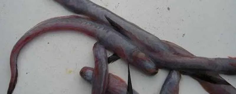 狼牙虾虎鱼吃什么，小的鱼、虾、蠕虫都是它的食物