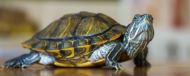 乌龟是什么动物，是现存最古老的爬行动物之一