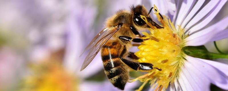 蜜蜂春繁的时间，主要取决于蜂种和气候条件