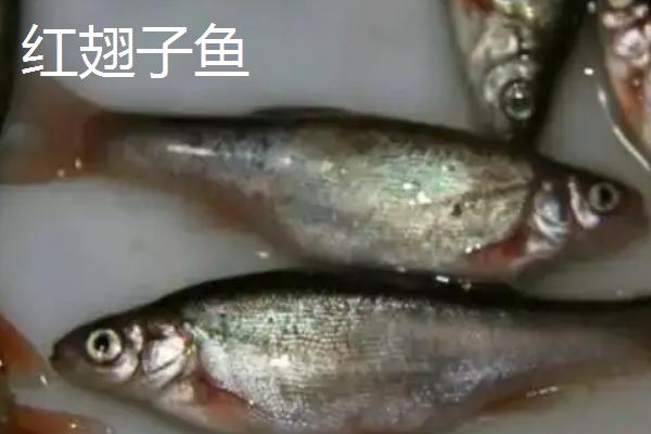 白条鱼和红翅子鱼的区别，白条鱼的体背为青灰色、红翅子鱼背部呈黑灰色