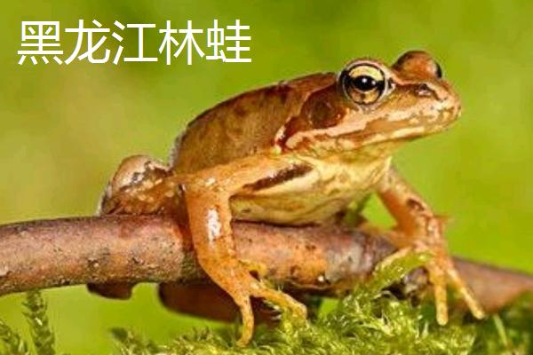 黑龙江的特产，是“大马哈鱼之乡”