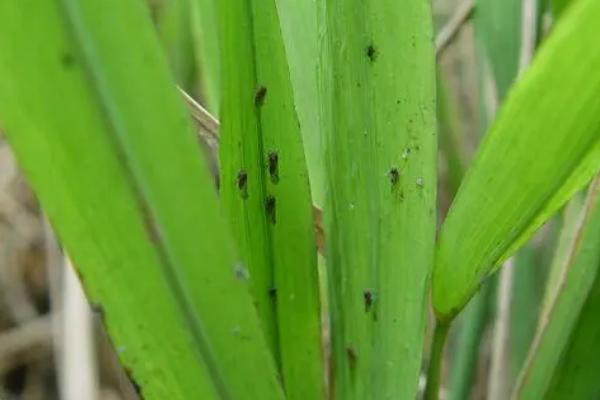 水稻灰飞虱怎么防治，于虫卵孵化前清除杂草可减少虫害