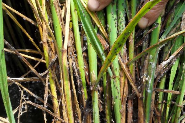 水稻灰飞虱怎么防治，于虫卵孵化前清除杂草可减少虫害